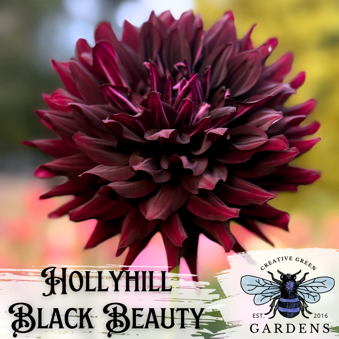 Hollyhill Black Beauty Dahlia Tuber