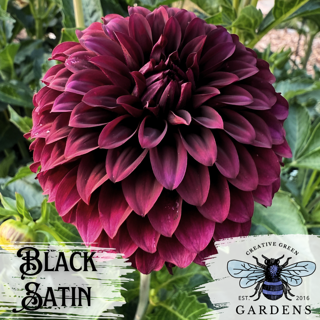 Black Satin a deep dark gothic red - almost black - formal decorative dahlia from Creative Green Gardens