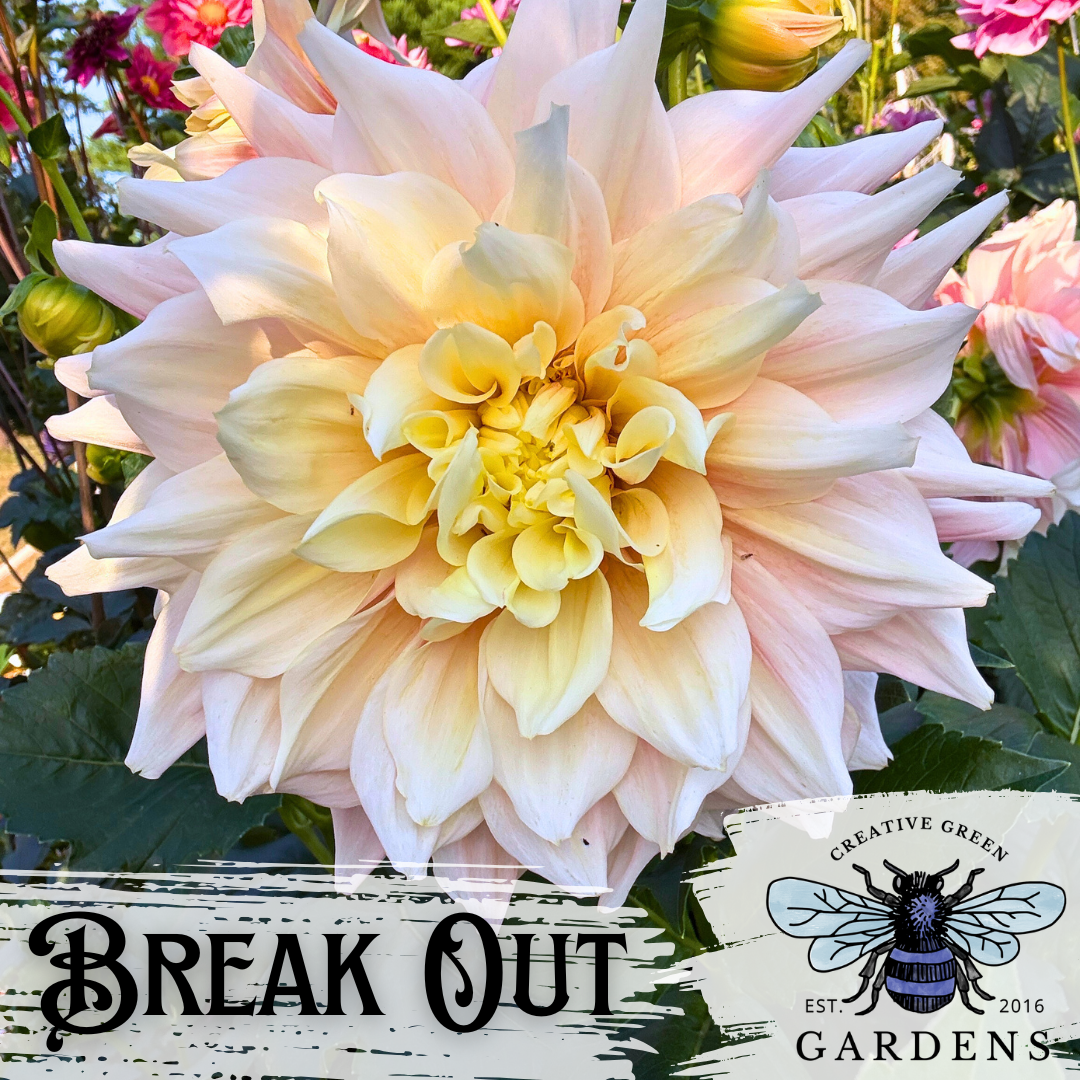 Break Out Dinnerplate Dahlia Tuber