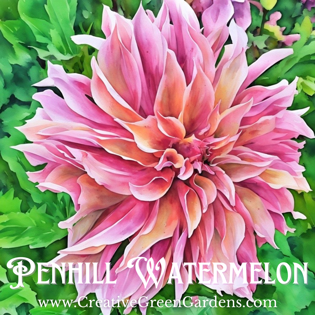 Penhill Watermelon dahlia watercolor painting 