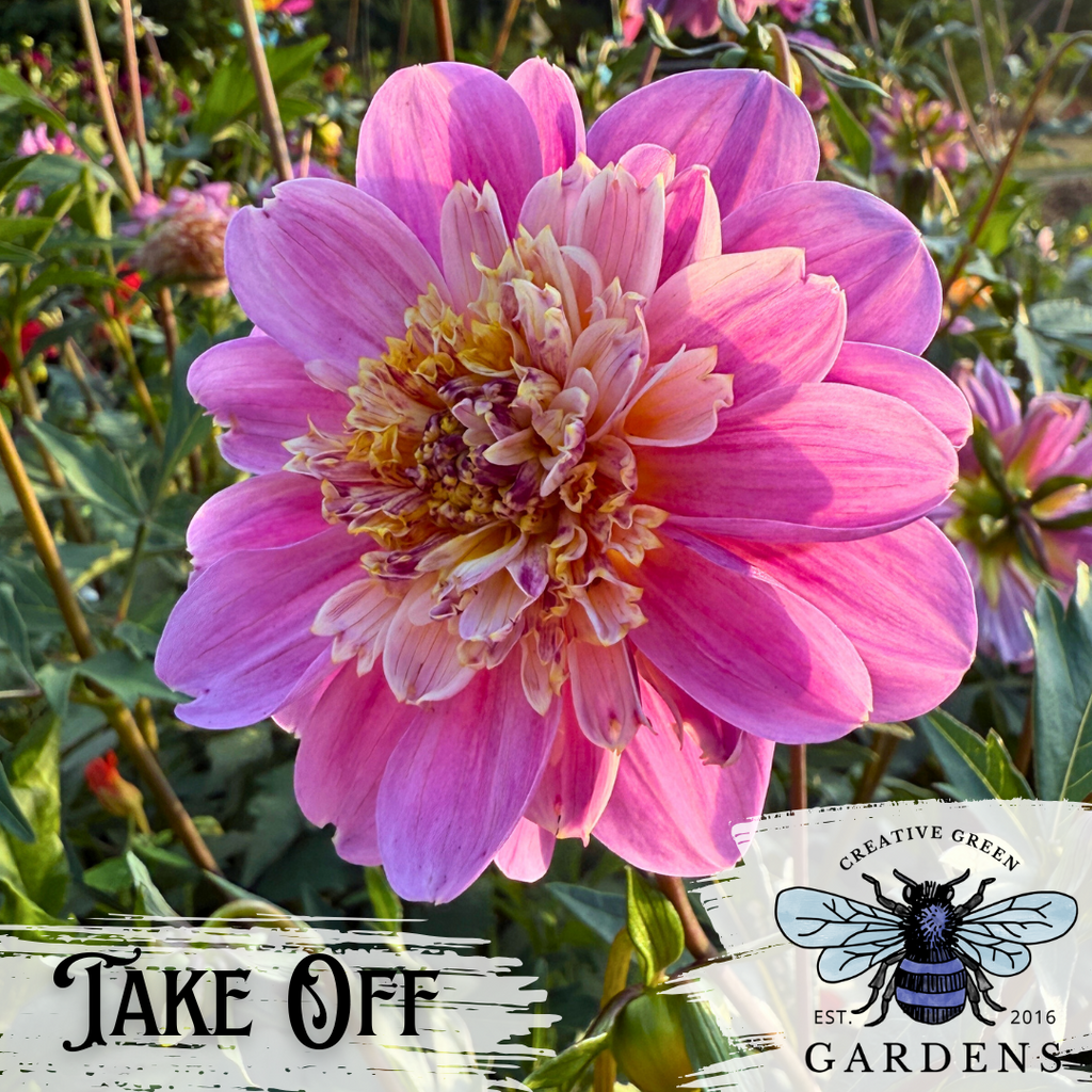 Side profile of Take Off dahlia with pink outer petals and pink and yellow center from Creative Green Gardens 