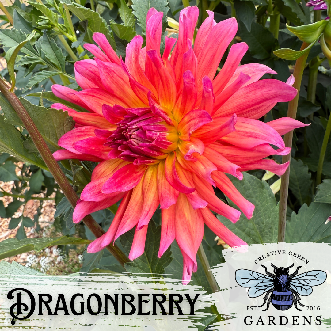 Dragonberry Dahlia Tuber