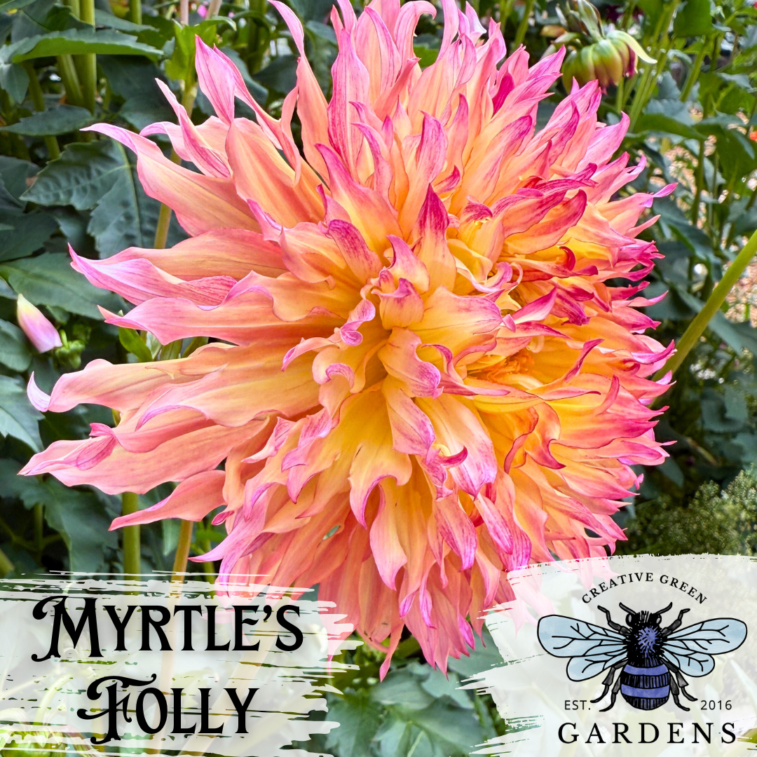 Myrtle’s Folly fluffy Lacinated dahlia flower from Creative Green Gardens