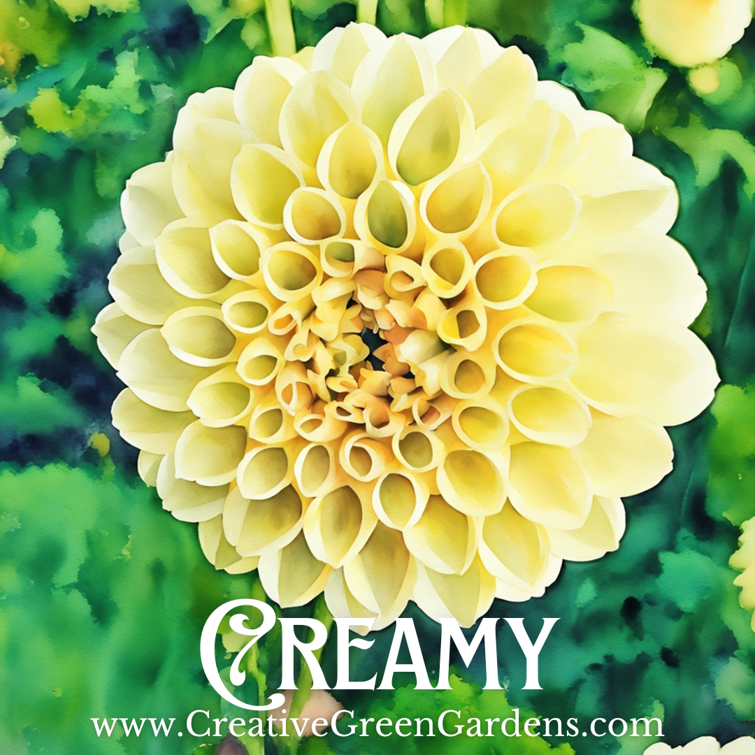 Creamy Dahlia Tuber