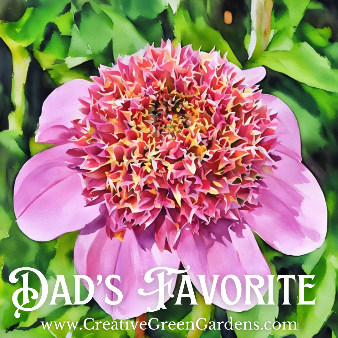 Dad’s Favorite Dahlia Tuber