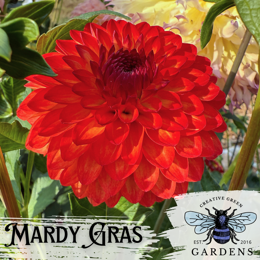 Mardy Gras dahlia flower from creative green gardens in Poulsbo, WA