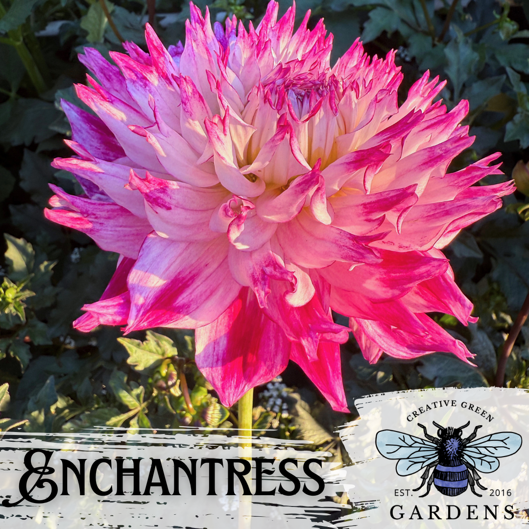 Enchantress semi cactus dahlia originally bred by Swan Island dahlias. Offered for sale by Creative Green Gardens.