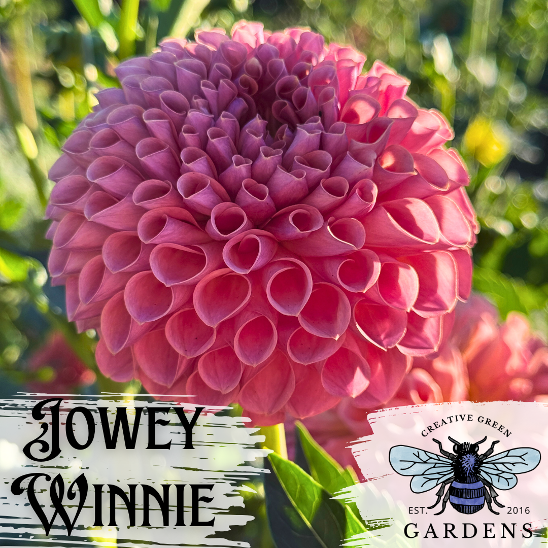 Jowey Winnie ball dahlia from Creative Green Gardens
