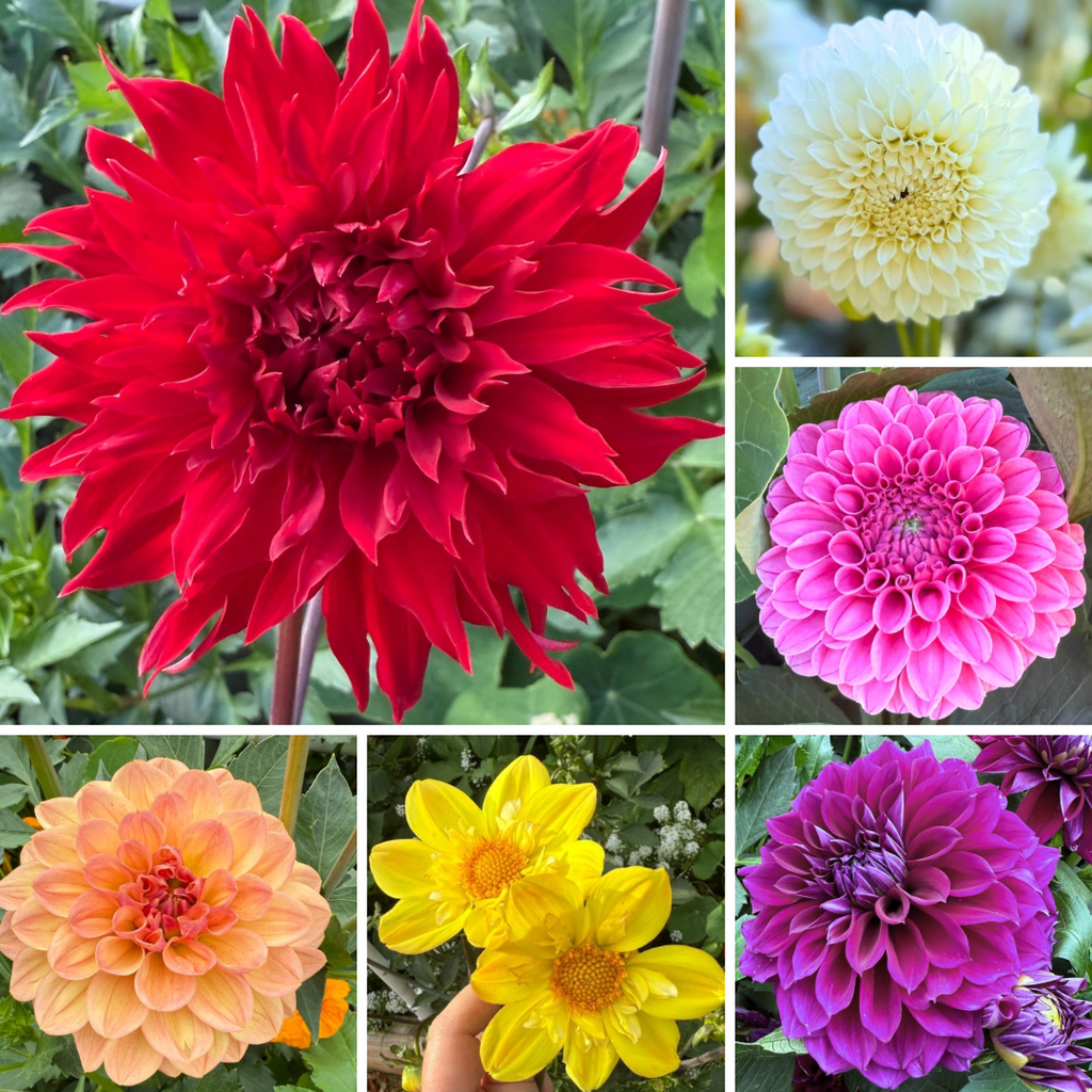 Rainbow garden dahlia collection- a red Skywalker dahlia, white Bloomquist Snow White, Pink Rebecca Lynn, orange Yvonne, yellow Kelsey Sunshine and purple Diva dahlias.