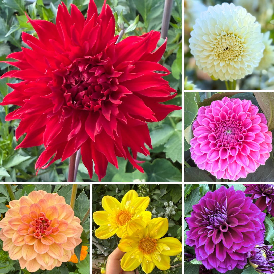 Rainbow garden dahlia collection- a red Skywalker dahlia, white Bloomquist Snow White, Pink Rebecca Lynn, orange Yvonne, yellow Kelsey Sunshine and purple Diva dahlias.