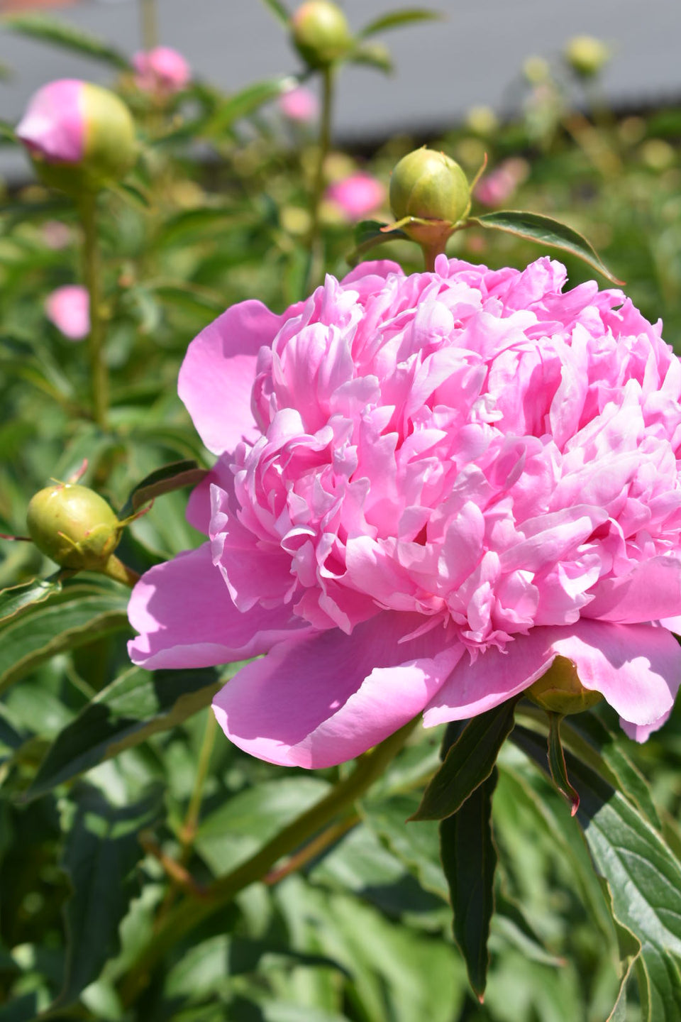 Bright pink ruffly peony - Monsieur Jules Elie variety 