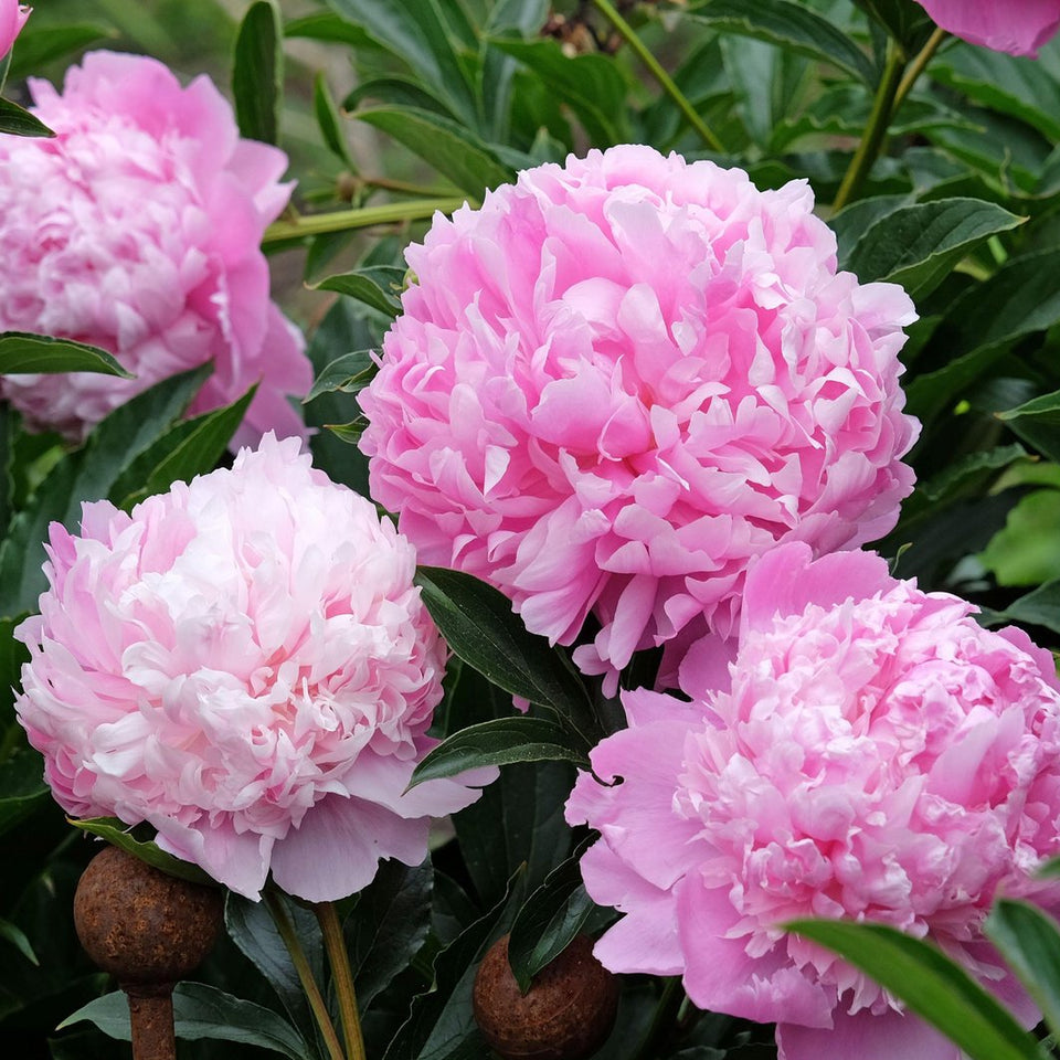 Monsieur Jules Elie Peony - a bright pink double ruffle peony