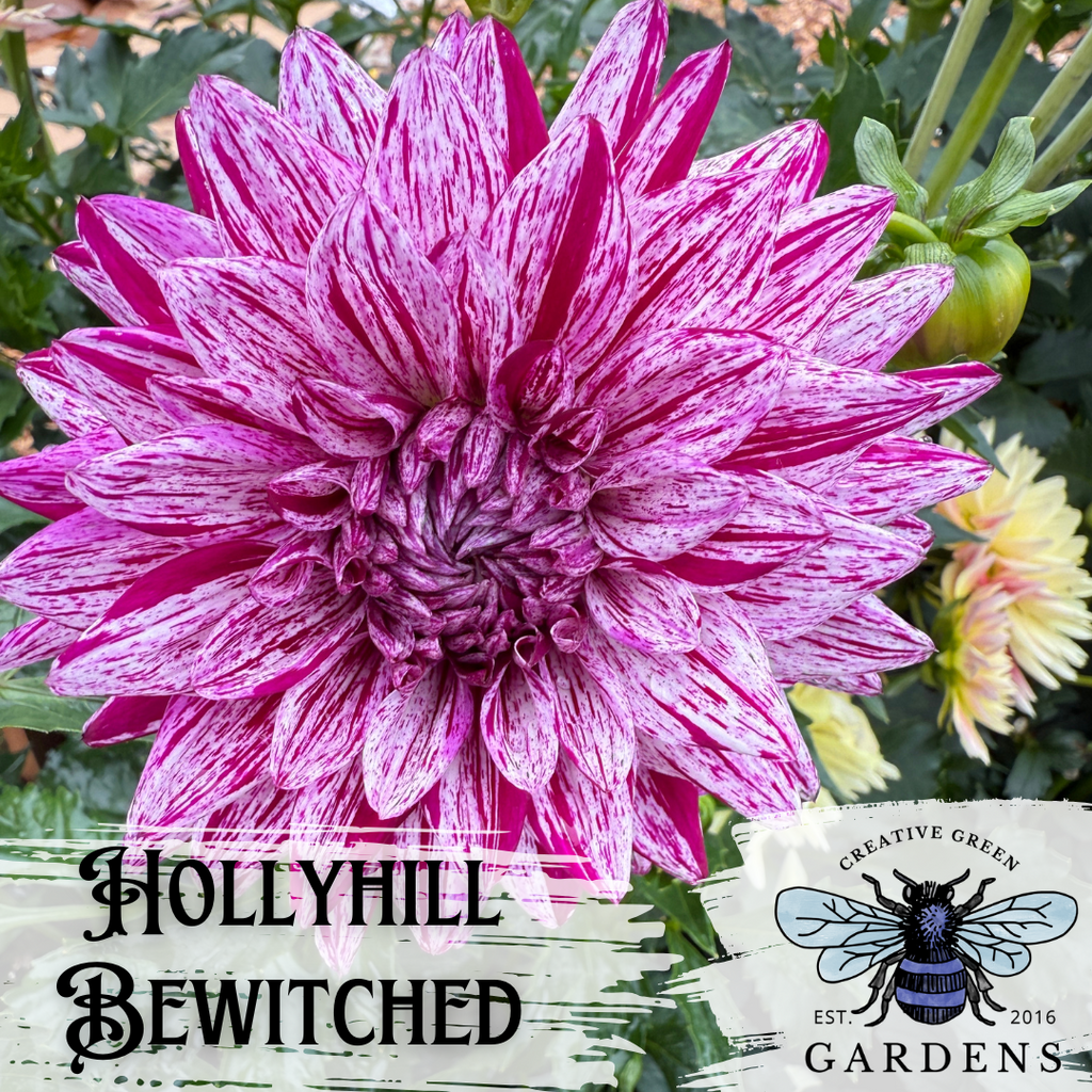 Hollyhill Bewitched lavender with red purple stripes formal decorative dahlia from Creative Green Gardens in Poulsbo, WA