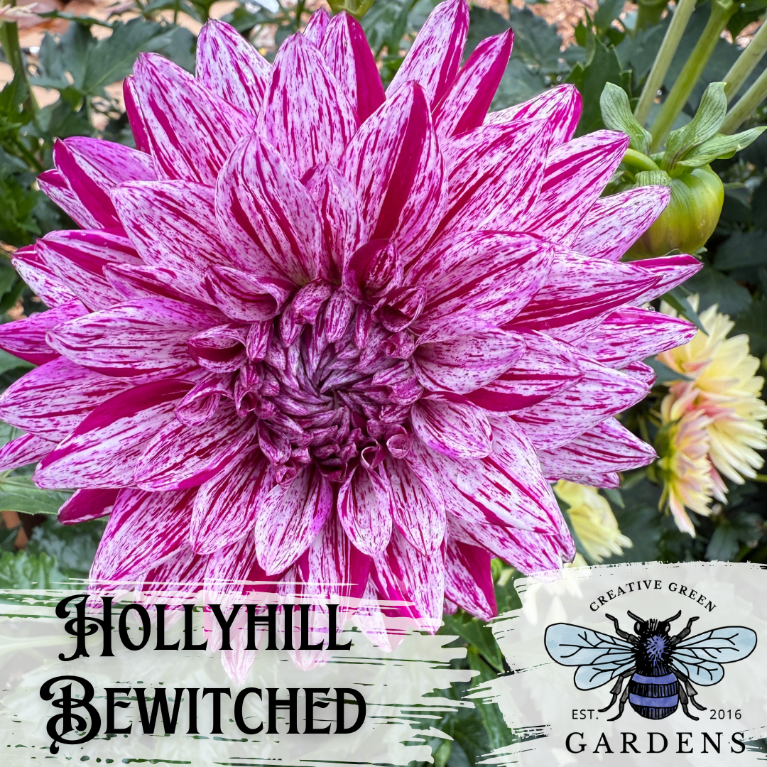 Hollyhill Bewitched lavender with red purple stripes formal decorative dahlia from Creative Green Gardens in Poulsbo, WA