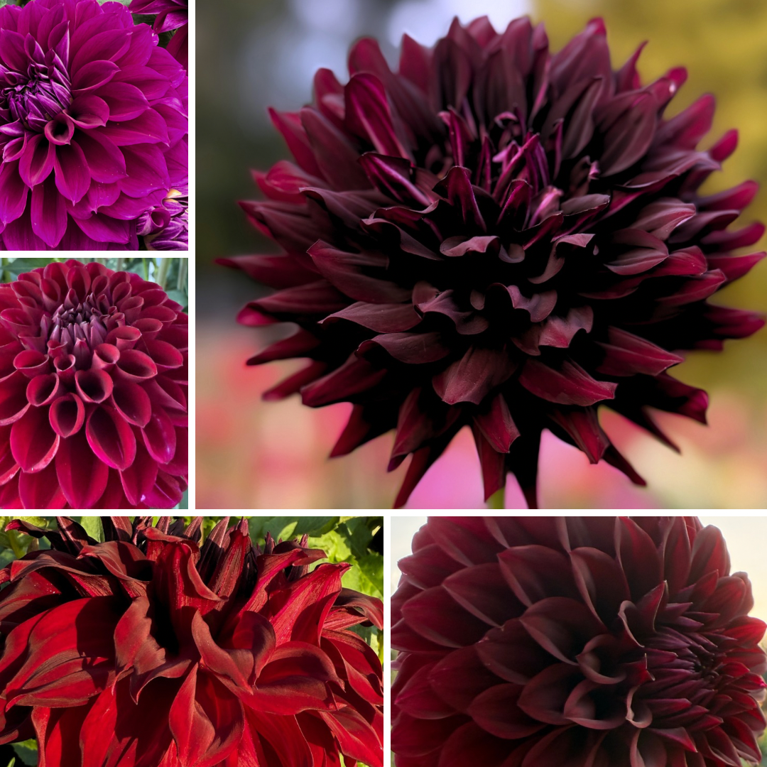 Dark and moody dahlia collection from Creative Green Gardens - includes Diva, Maroon Fox, Hollyhill Black Beauty, Spartacus and Black Satin dahlias 