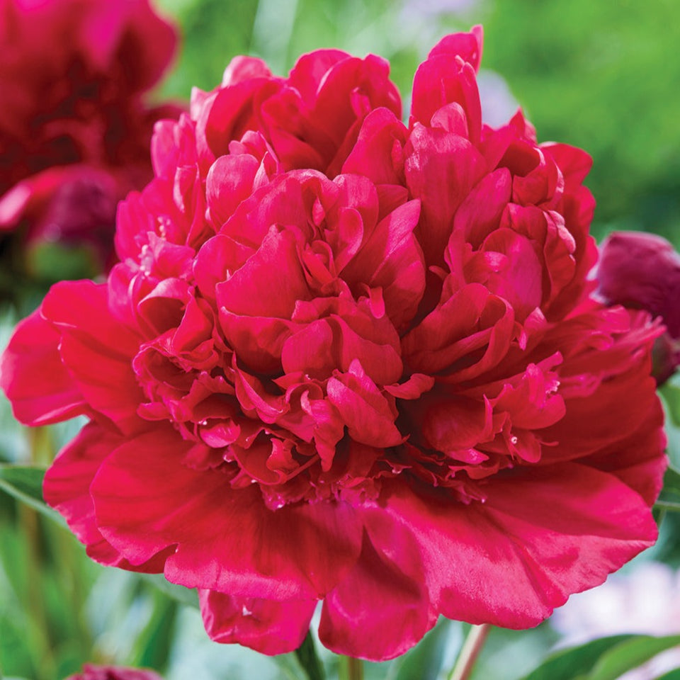 Paul M Wild red peony flower