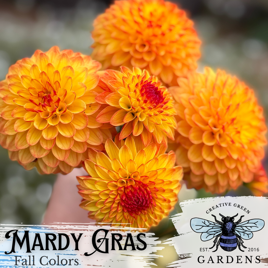 Mardy Gras dahlia Fall Colors - orange with red highlights - from Creative Green Gardens