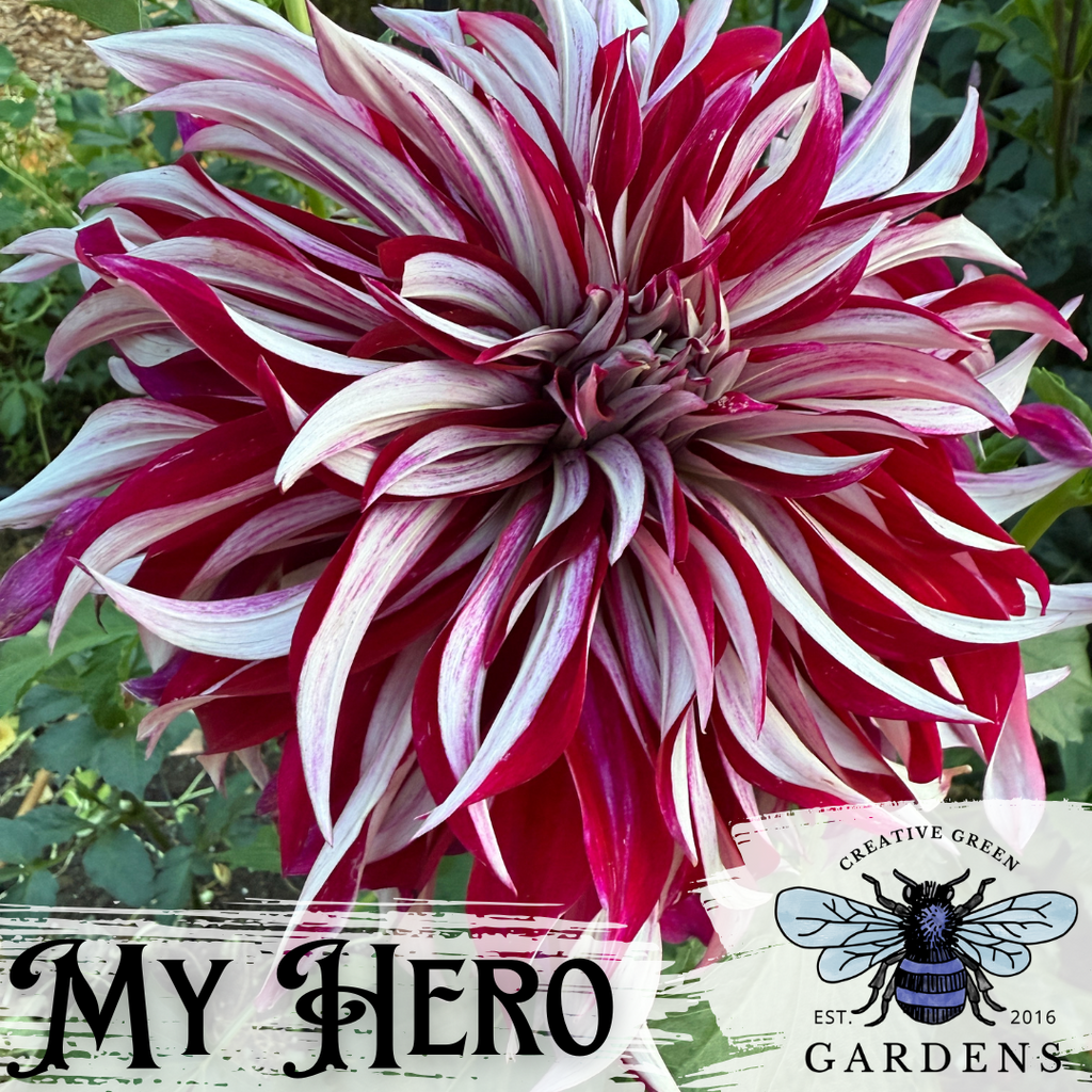 My Hero bicolor dahlia from Creative Green Gardens