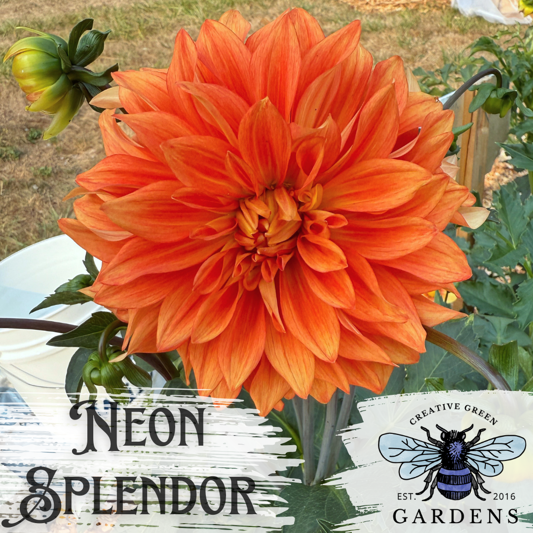 Neon Splendor dahlias from Creative Green Gardens