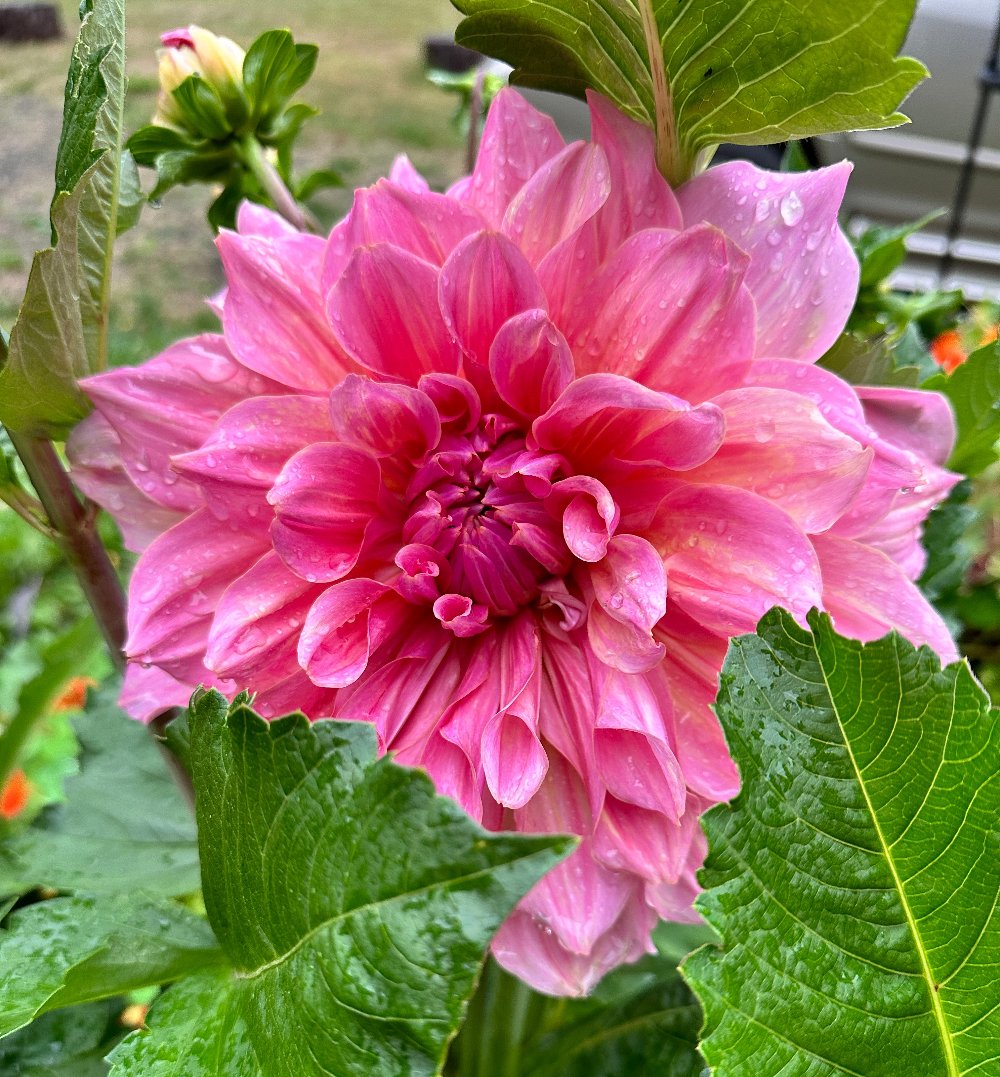 Otto’s Thrill large pink dinnerplate dahlia growing in garden
