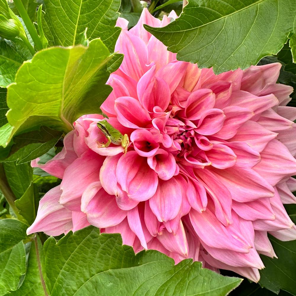 Otto’s Thrill large pink dinnerplate dahlia with pacific chorus frog