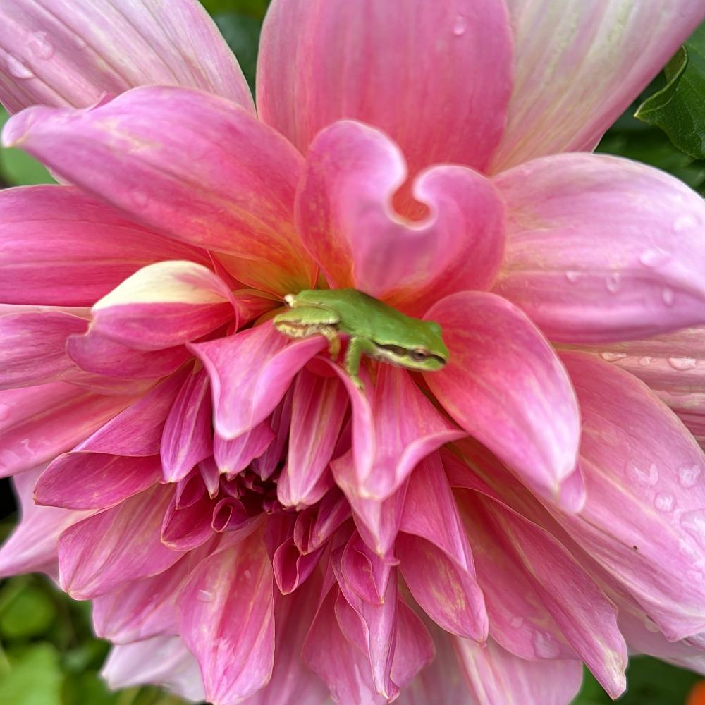 Otto’s Thrill large pink dinnerplate dahlia with pacific chorus frog