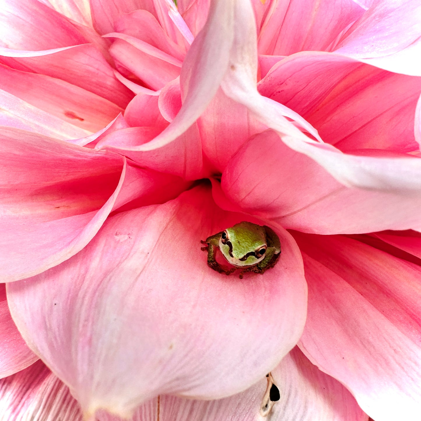 Otto’s Thrill large pink dinnerplate dahlia with pacific chorus frog hiding in petals