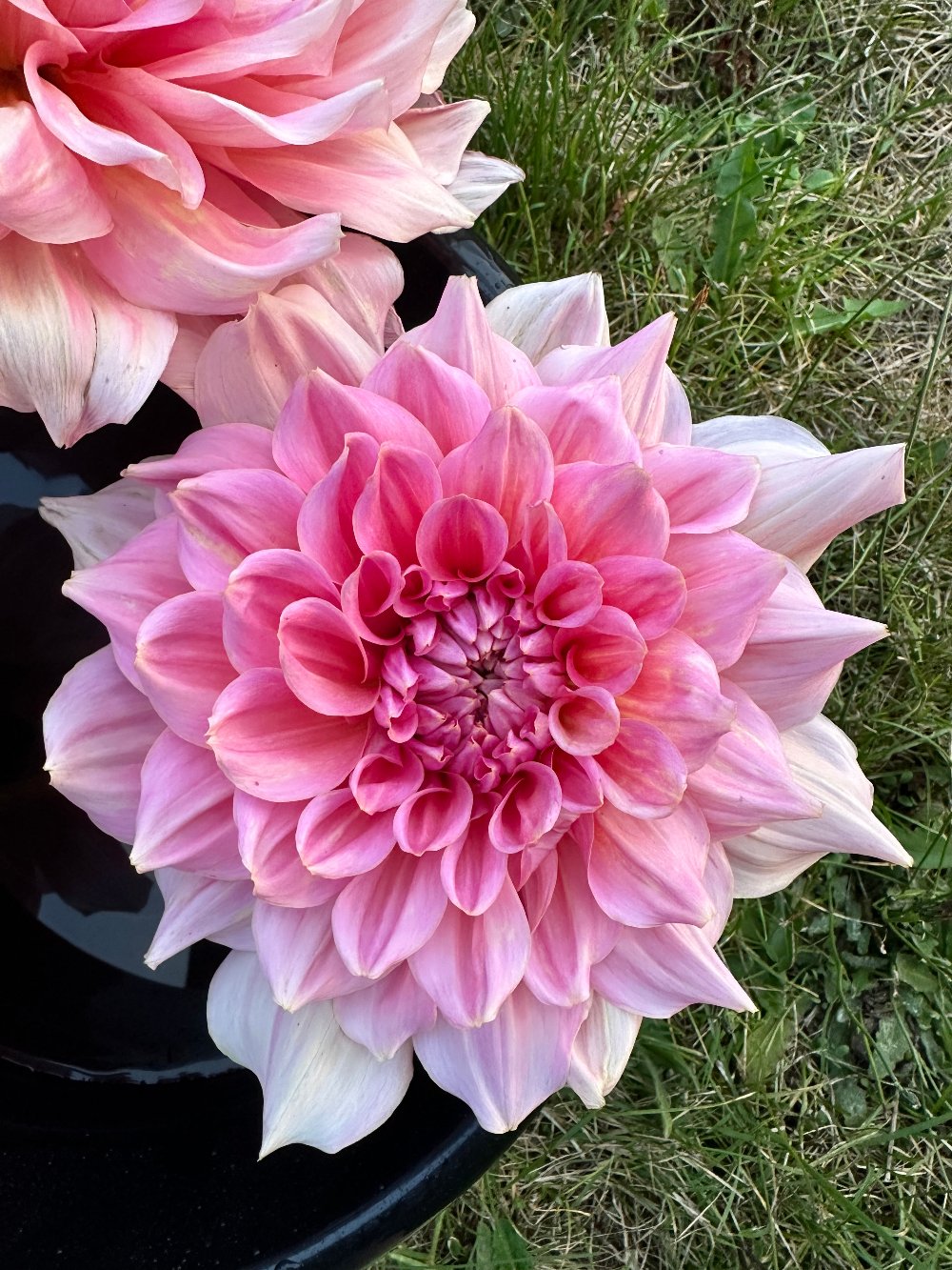 Otto’s Thrill large pink dinnerplate dahlia
