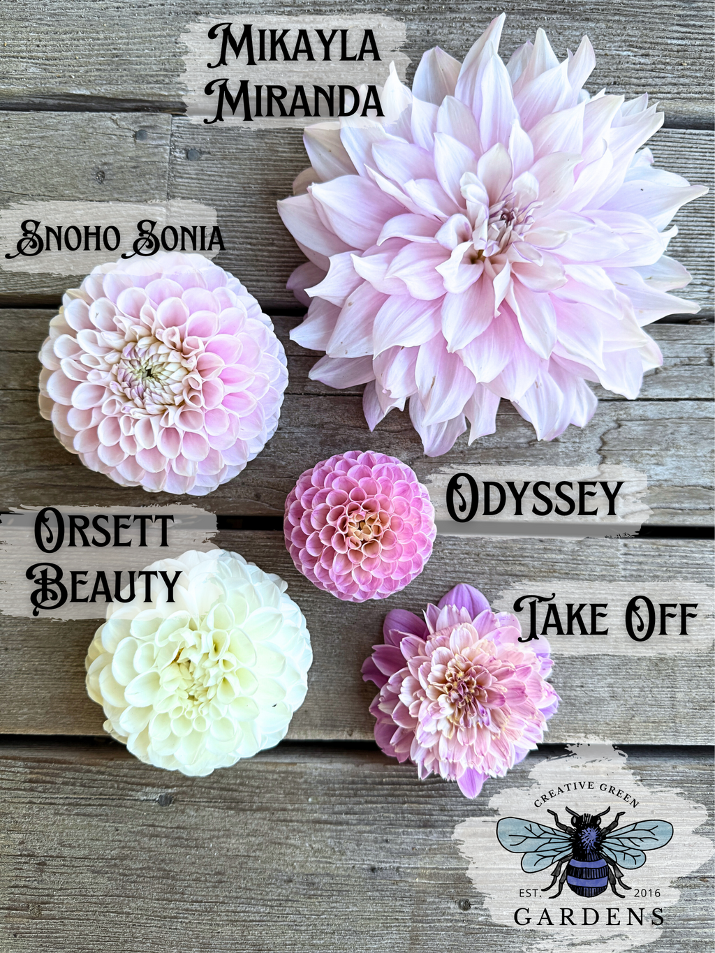 Pastel pink and white dahlia comparison - Mikayla Miranda, Snoho Sonia, Odyssey, Orsett Beauty and Take Off dahlias from Creative Green Gardens