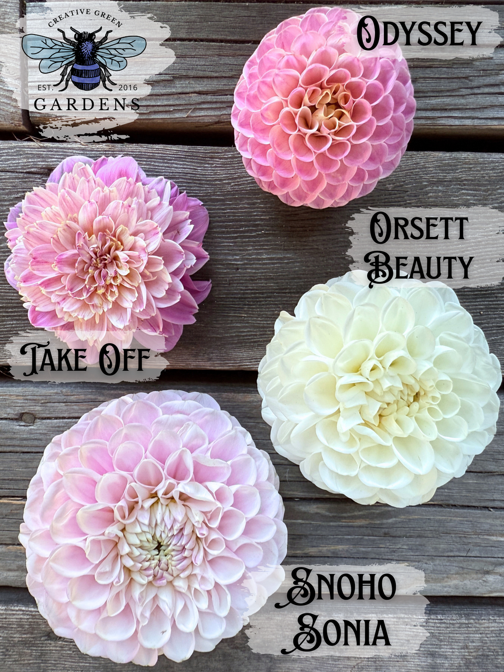 Pastel colored dahlia comparison - Odyssey, Take Off, Orsett Beauty and Snoho Sonia.