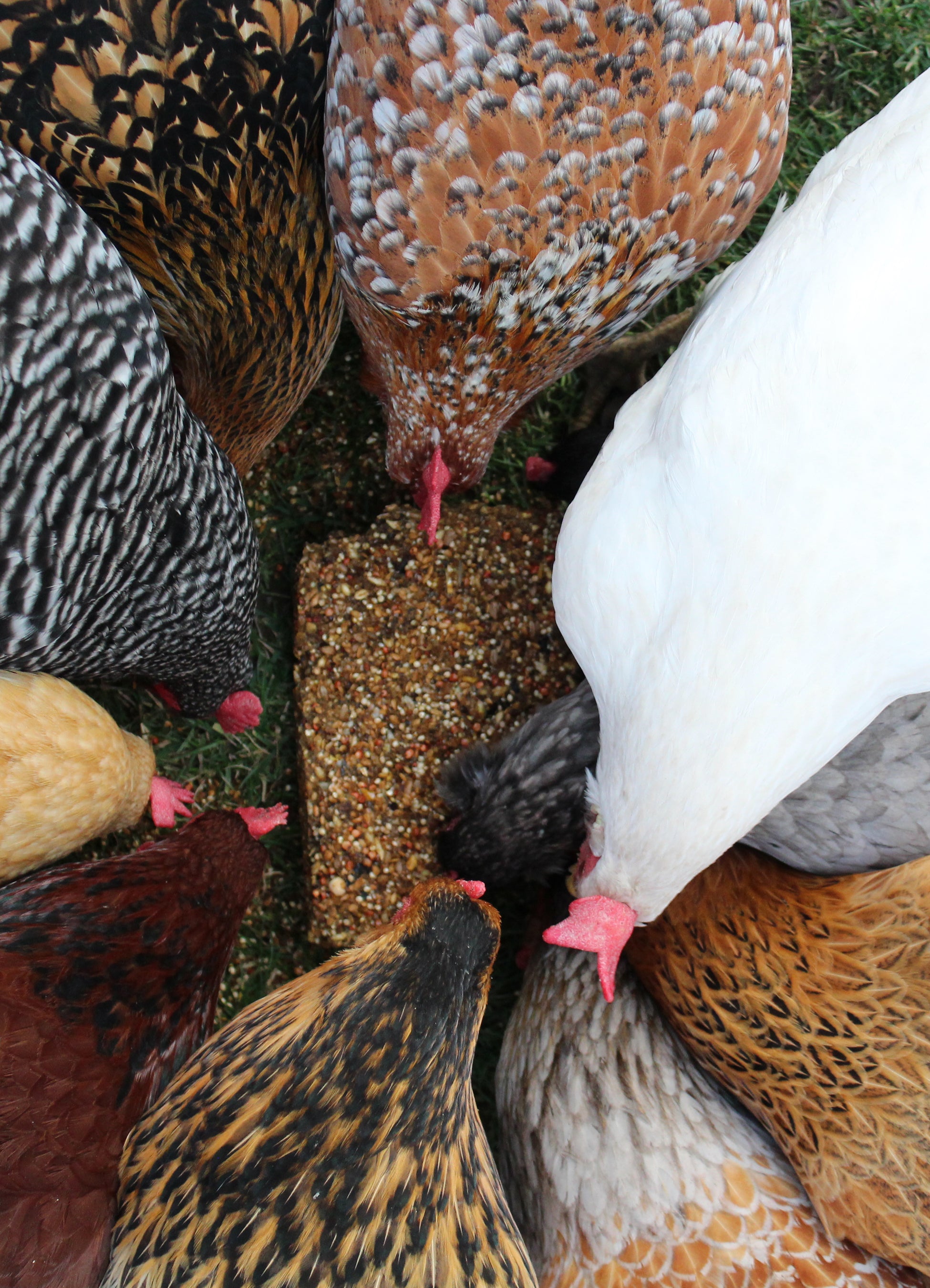 Proven Techniques for Keeping Healthy Chickens (Signed by Author!)