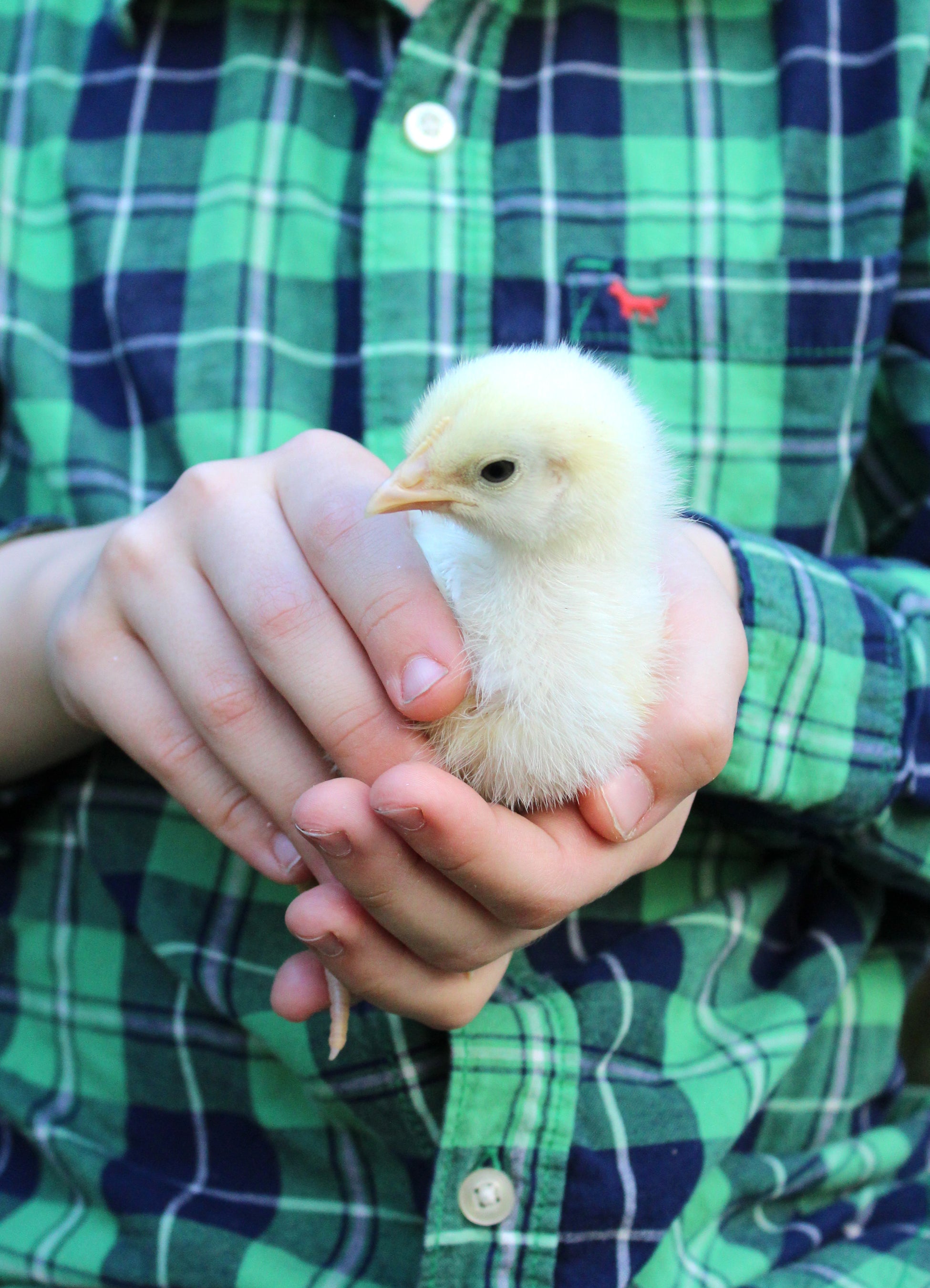 Proven Techniques for Keeping Healthy Chickens (Signed by Author!)