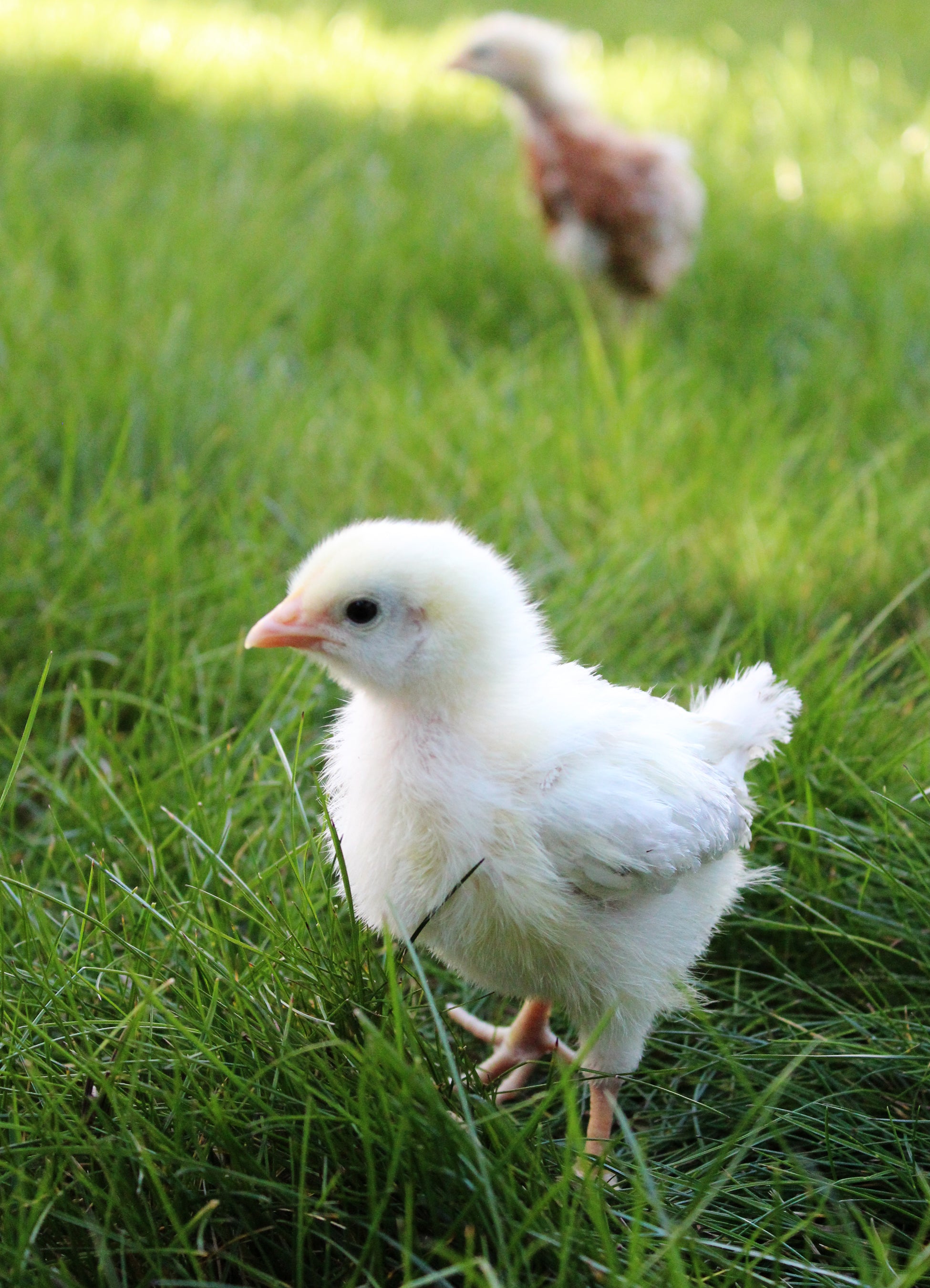 Proven Techniques for Keeping Healthy Chickens (Signed by Author!)