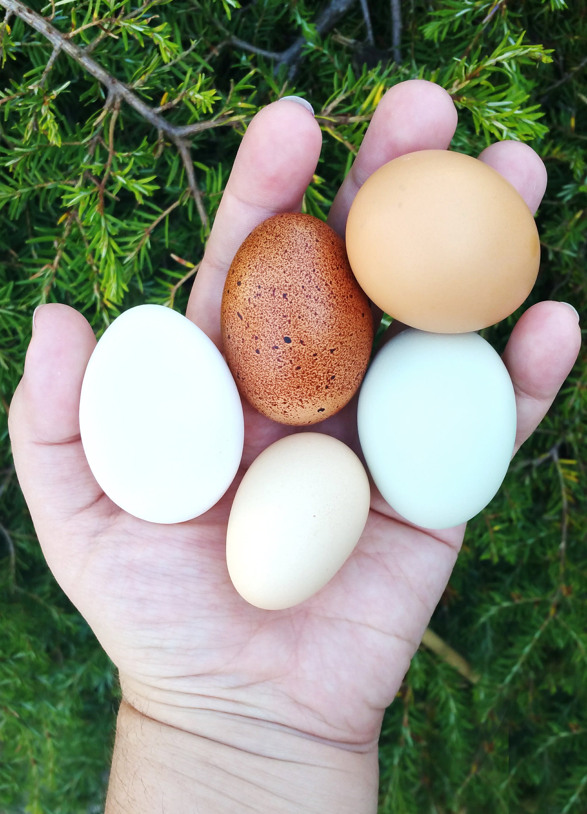 Proven Techniques for Keeping Healthy Chickens (Signed by Author!)