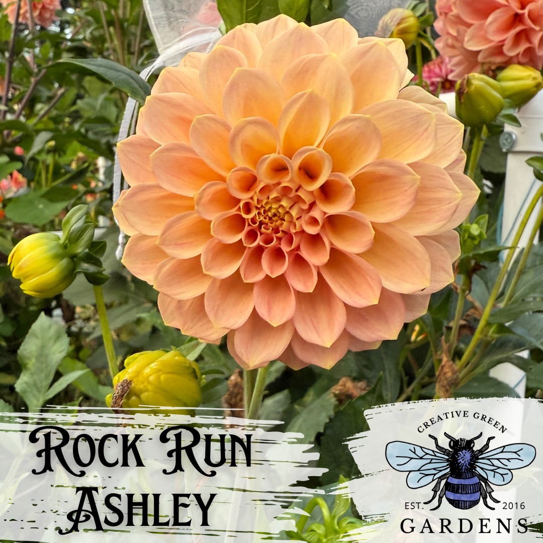 Large peach-colored flower with 'Rock Run Ashley' text and Creative Green Gardens logo.