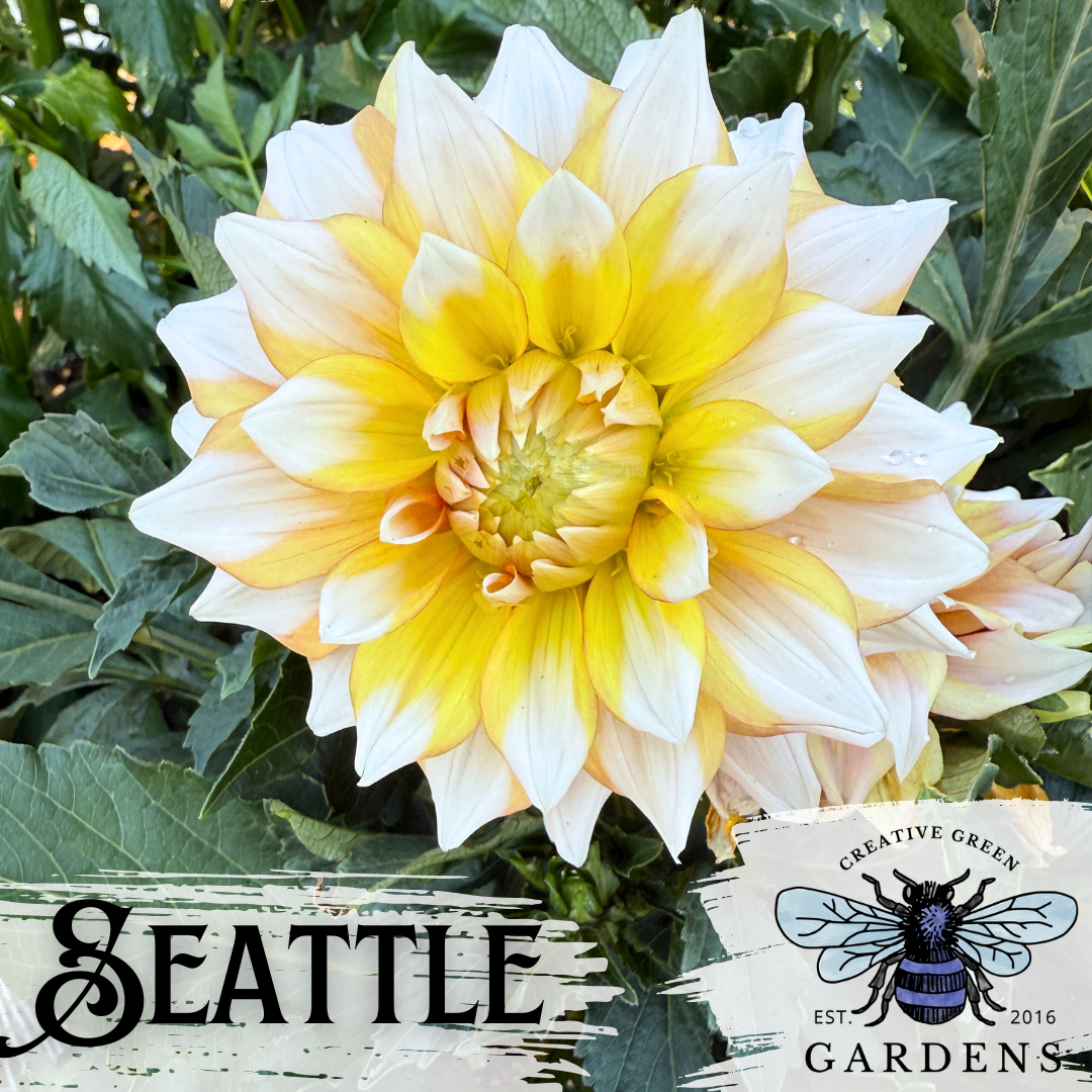Large yellow and white flower with 'Seattle' and 'Creative Green Gardens' text.