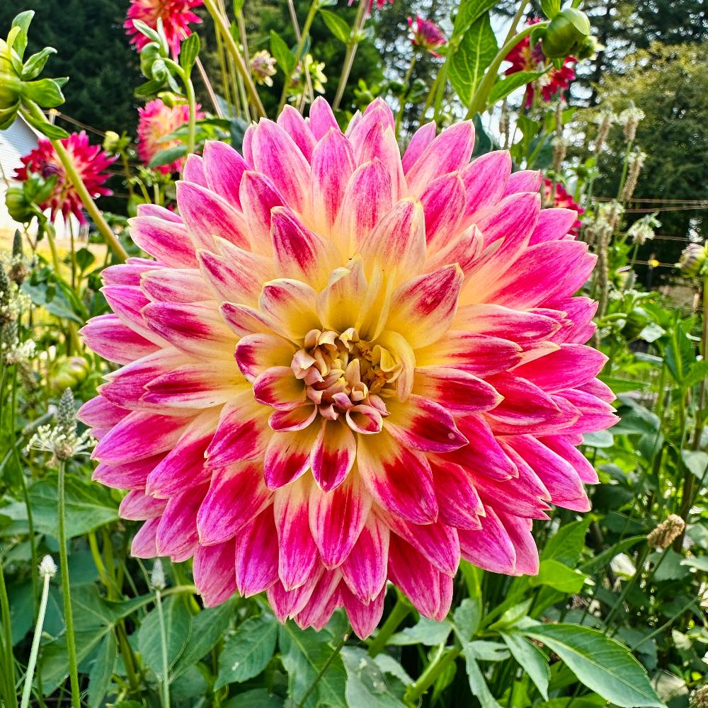 Shirley's Favorite Semi-Cactus Dahlia mis season