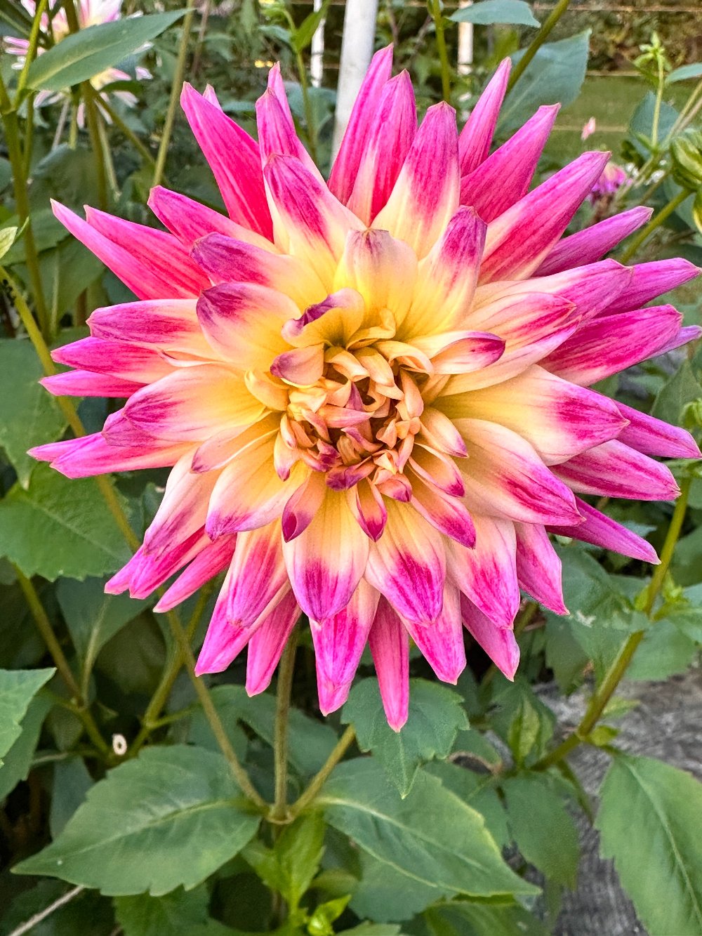 Shirley's Favorite Semi-Cactus Dahlia mid season