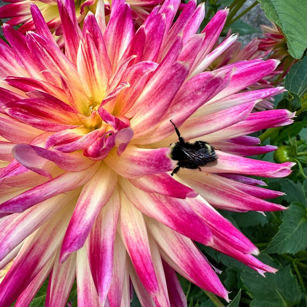 Shirley's Favorite Semi-Cactus Dahlia with late season coloring and bumble bee