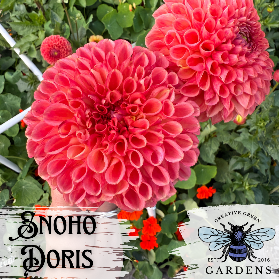 “Snoho Doris” a bright orange ball shaped dahlia classified as a red and bronze dark blend by the American Dahlia Society. Photo is watermarked by the vendor, Creative Green Gardens featuring their mason bee logo.