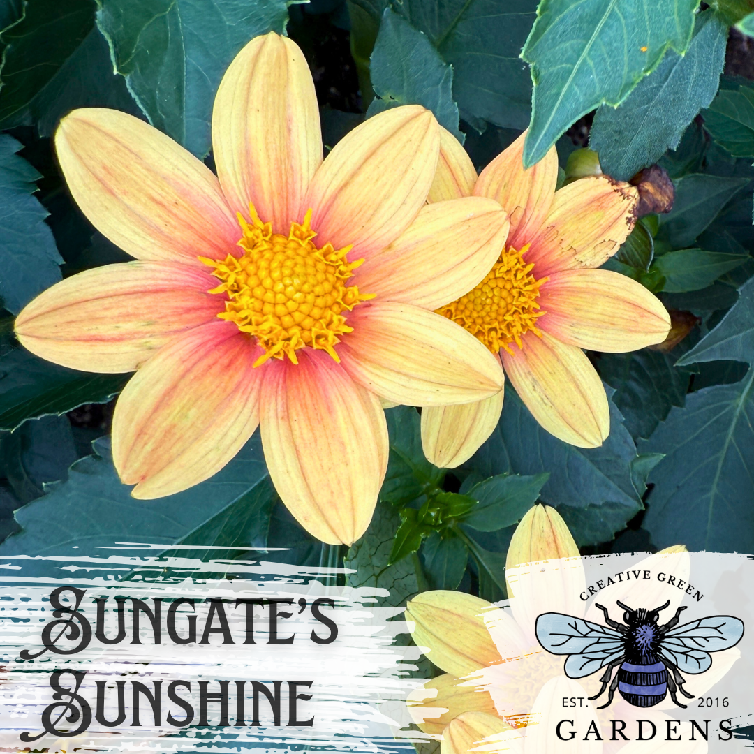 Sungate's Sunshine dahlia from Creative Green Gardens