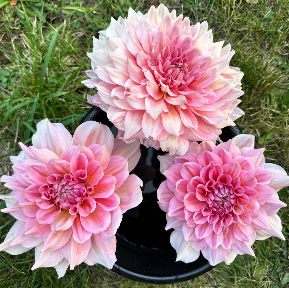 Three Otto’s Thrill large pink dinnerplate dahlias in bucket