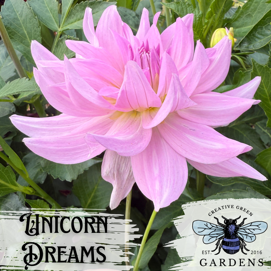 Unicorn Dreams Dahlia Tuber
