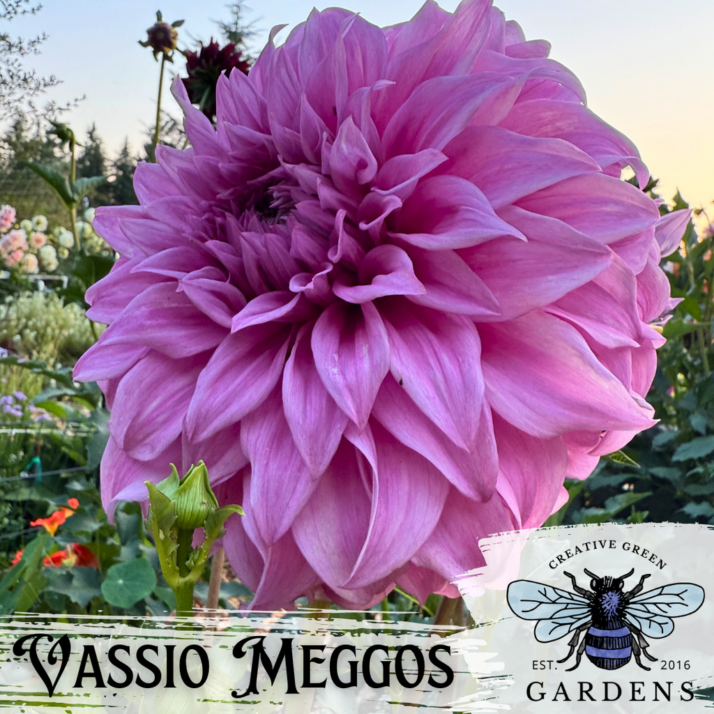 Vassio Meggos lavender pink dinnerplate dahlia from Creative Green Gardens