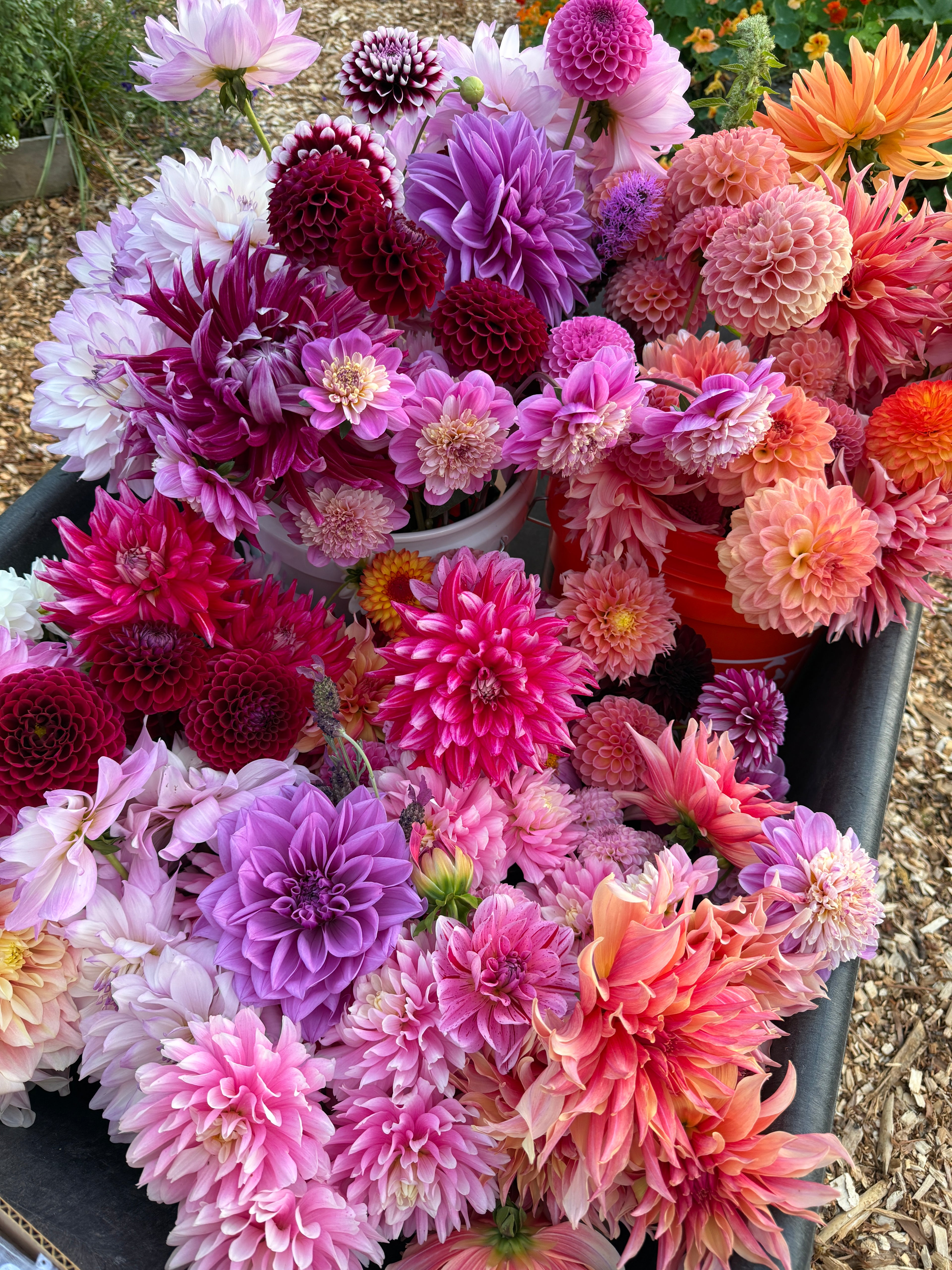 A wheelbarrow with four different buckets of dahlias from Creative Green Gardens, Poulsbo, WA