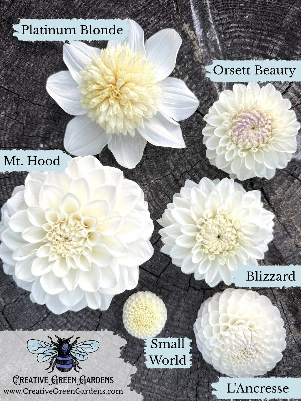 Six white and cream dahlia blooms arranged on a wood background with labels naming varieties: Platinum Blonde, Orsett Beauty, Mt. Hood, Blizzard, Small World, and L'Ancresse.