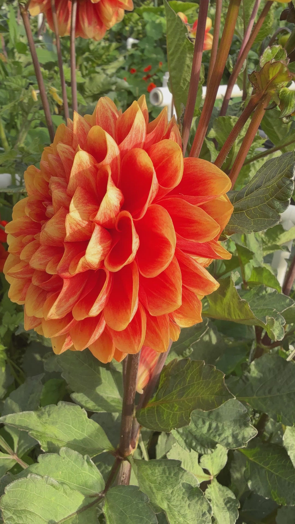 Orange U Glad formal decorative two color orange dahlia from Creative Green Gardens