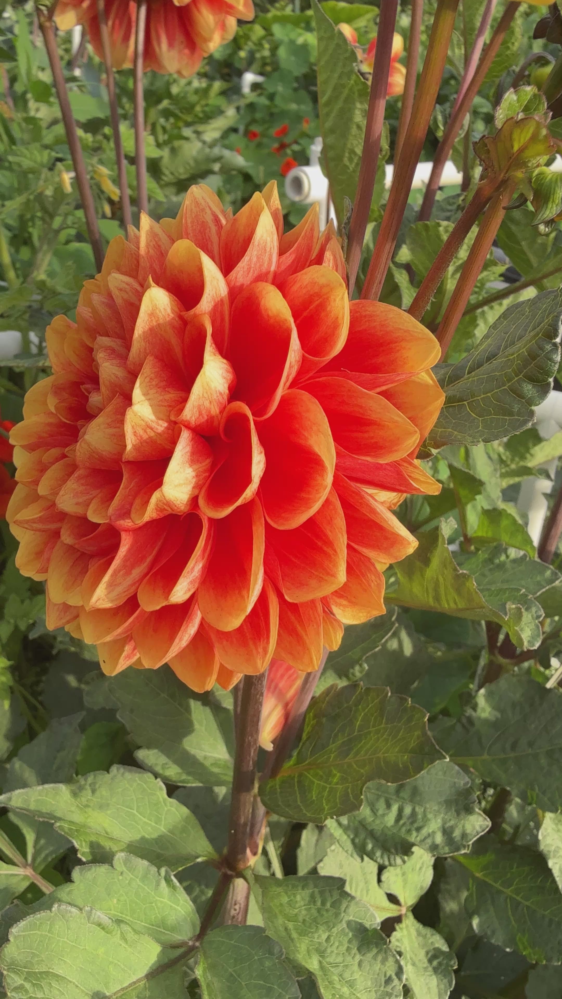 Orange U Glad formal decorative two color orange dahlia from Creative Green Gardens