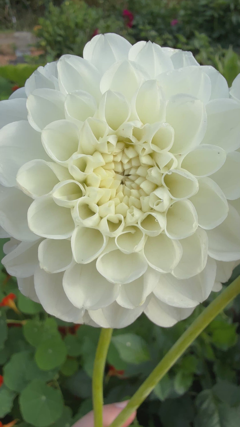 Video of Orsett Beauty dahlia - a creamy white mini ball dahlia from Creative Green Gardens