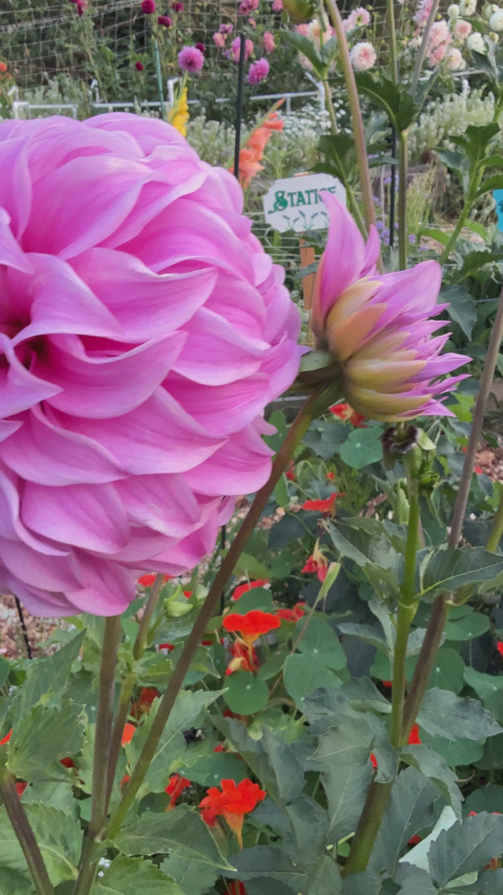 Vassio Meggos dinnerplate dahlia flower video 